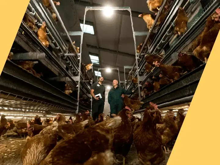 The importance of lighting in aviary systems - Parrot Aviary Lighting Systems With Led Strips